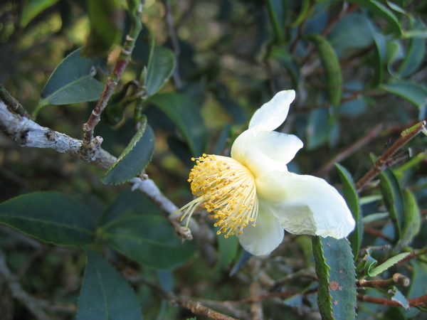 茶樹的花 