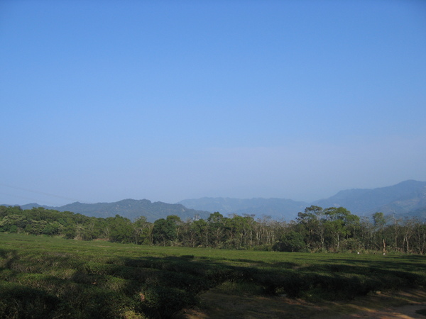 慈濟茶園