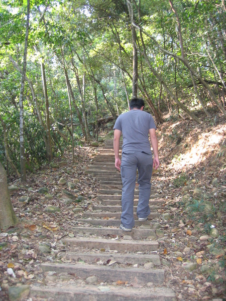 往慈濟茶園的步道