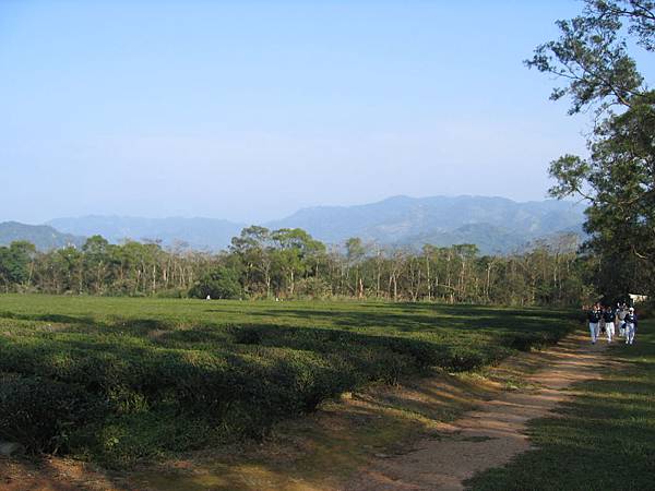 慈濟茶園