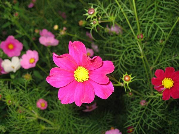 961230秀水附近 波絲菊 (17).JPG