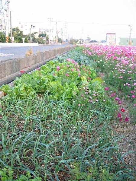 961230秀水附近 波絲菊 (21).JPG