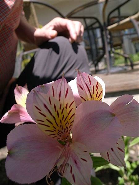 970723-24清境武陵婚紗 隨意拍 (136).JPG