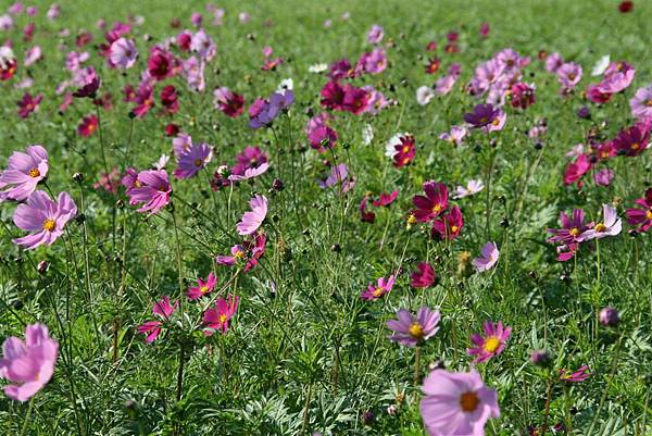 971211盲拍波斯菊 (46).jpg