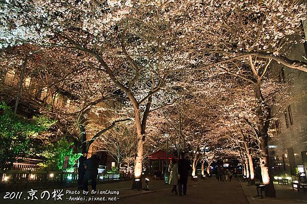 京都.祇園白川夜櫻