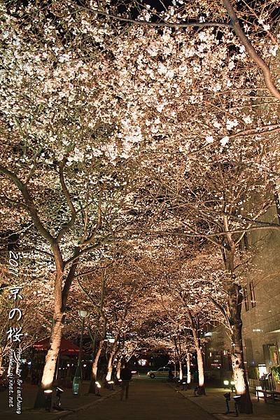 京都.祇園白川夜櫻