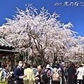 櫻花.醍醐寺.三寶院