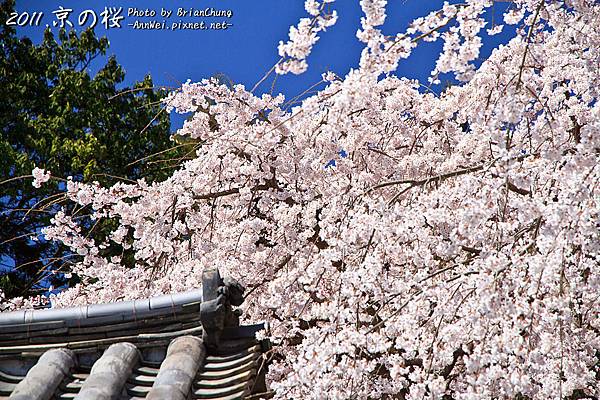 櫻花.醍醐寺.三寶院