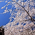 櫻花.醍醐寺.三寶院