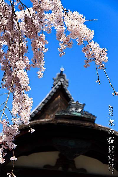 櫻花.醍醐寺.三寶院