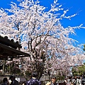 櫻花.醍醐寺.三寶院