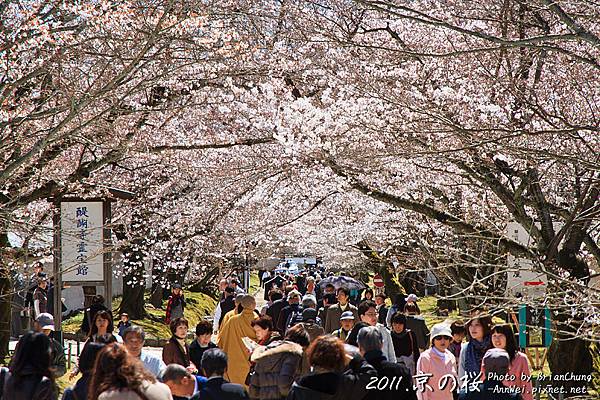 櫻花.醍醐寺