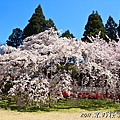 醍醐寺.憲深林苑.櫻花