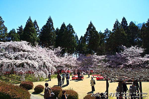 醍醐寺.憲深林苑.櫻花