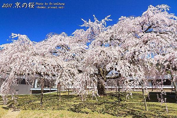 醍醐寺.櫻花.靈寶館