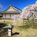 醍醐寺.櫻花.靈寶館