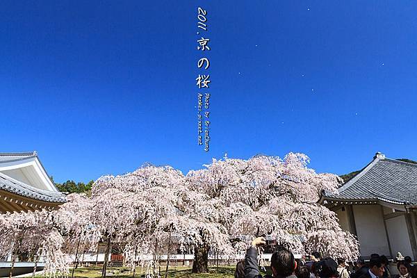 醍醐寺.櫻花.靈寶館 吹雪!!