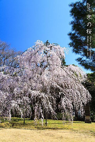 醍醐寺.櫻花.靈寶館