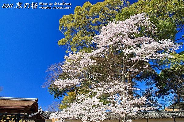 醍醐寺.櫻花