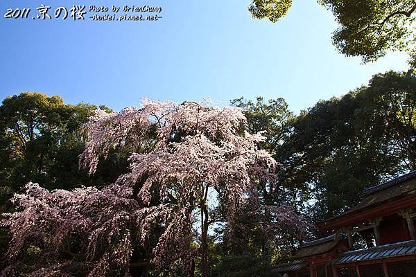 醍醐寺.伽藍.櫻花