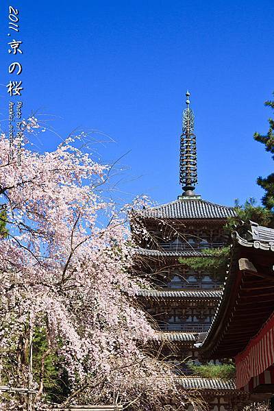 醍醐寺.伽藍.櫻花