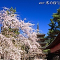 醍醐寺.伽藍.櫻花