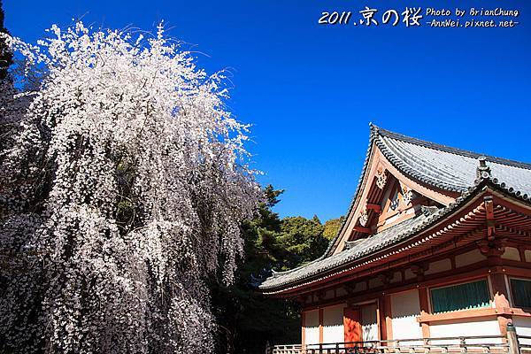 醍醐寺.伽藍.櫻花