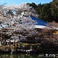 醍醐寺.伽藍.櫻花