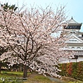 小倉城の桜