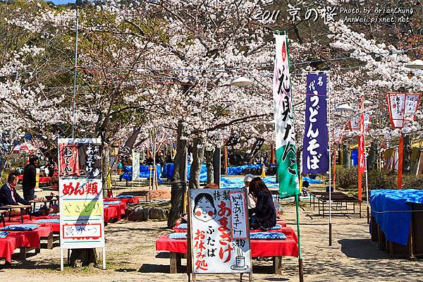 京都.圓山公園.櫻花