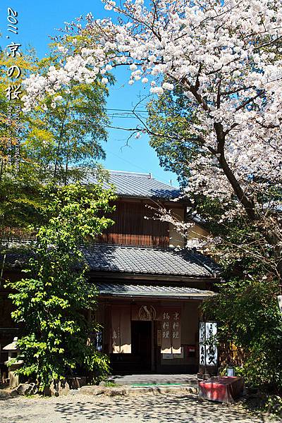 京都.圓山公園.櫻花