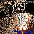 京都.圓山公園.夜櫻