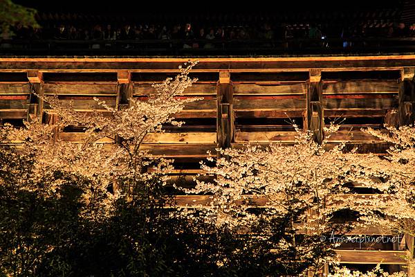 清水寺夜の特別拝観(夜櫻)