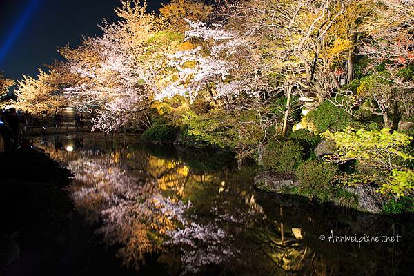 清水寺夜の特別拝観(夜櫻)