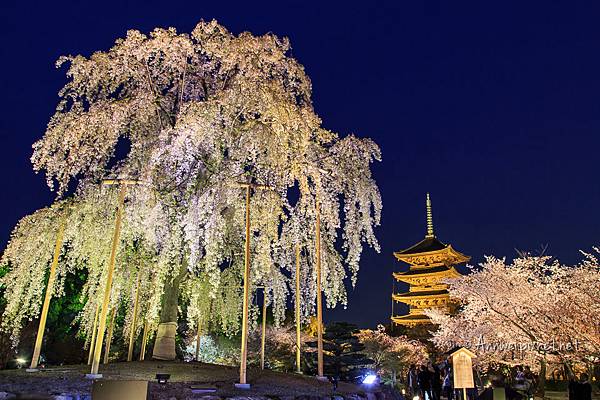 東寺夜櫻