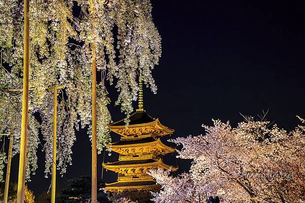 東寺夜櫻