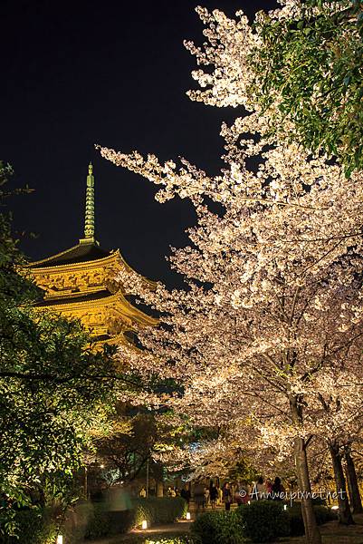 東寺夜櫻