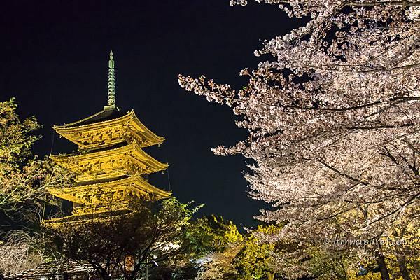 東寺夜櫻