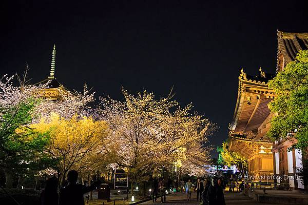 東寺夜櫻