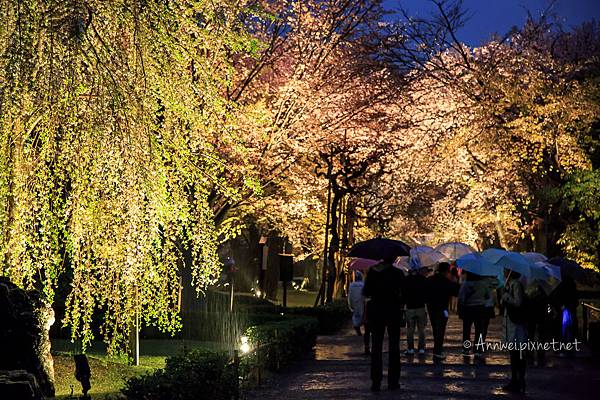 二條城.雨中夜櫻