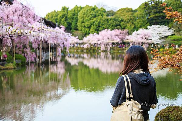 平安神宮.紅枝垂櫻