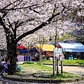 大阪.櫻花河道.毛馬櫻之宮公園