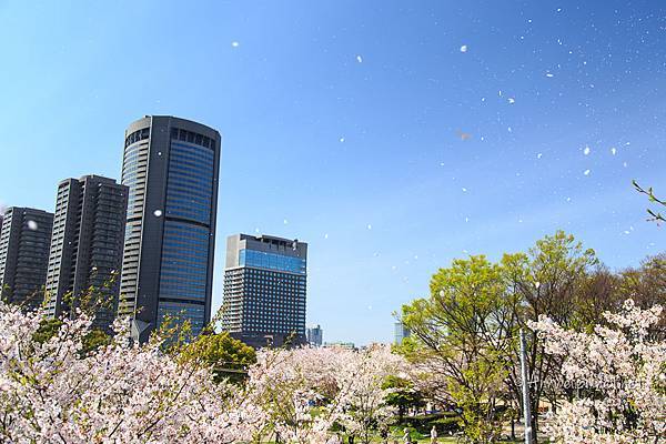 大阪.櫻花河道.毛馬櫻之宮公園