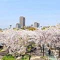 大阪.櫻花河道.毛馬櫻之宮公園