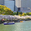 大阪.櫻花河道.毛馬櫻之宮公園