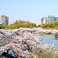 大阪.櫻花河道.毛馬櫻之宮公園