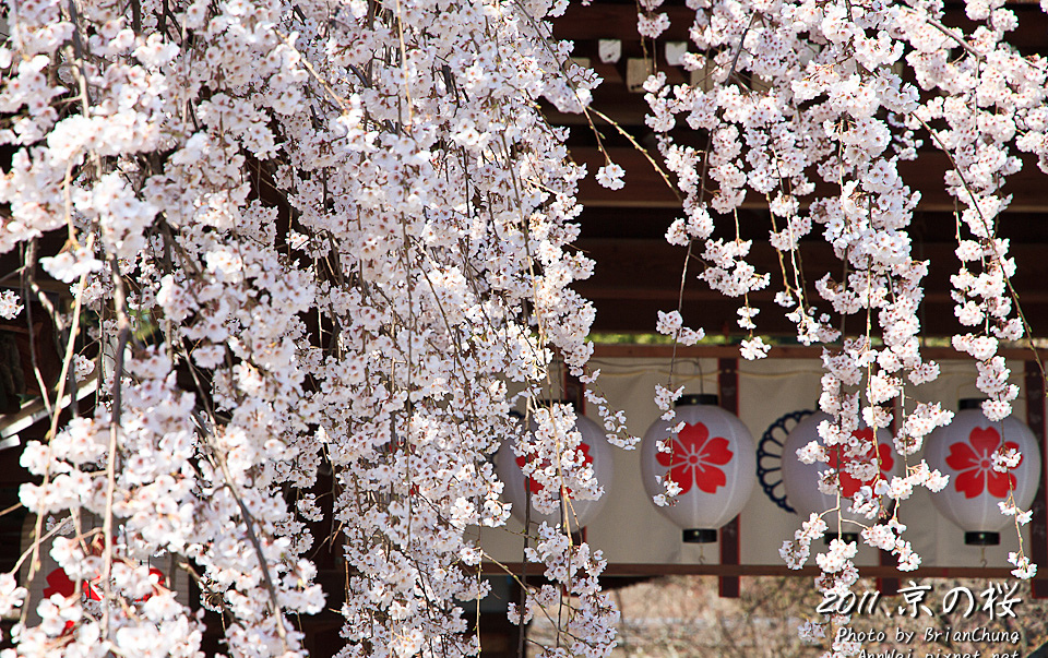 平野神社 魁櫻 滿開