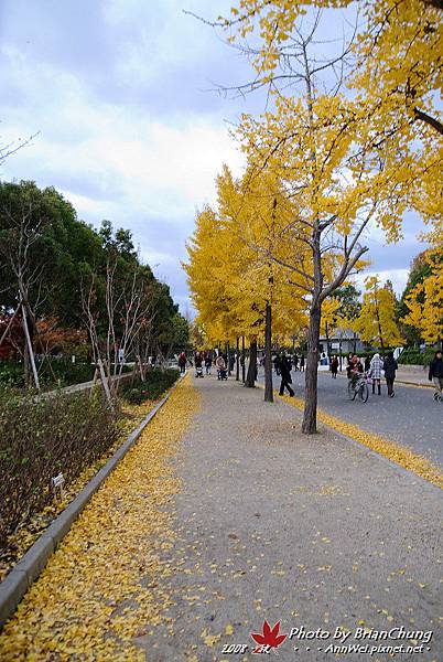 銀杏