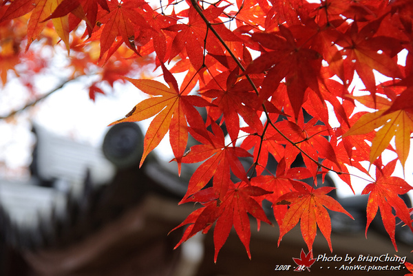 嵐山-常寂光寺