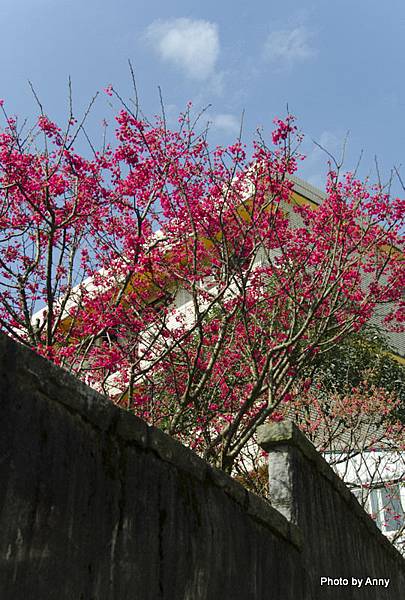 陽明山櫻花